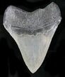 Sharp Fossil Megalodon Tooth - South Carolina #23666-2